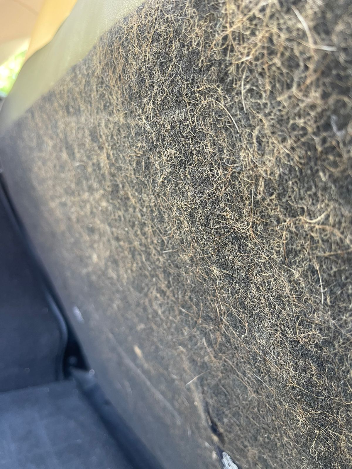 Before Pet Hair Removal